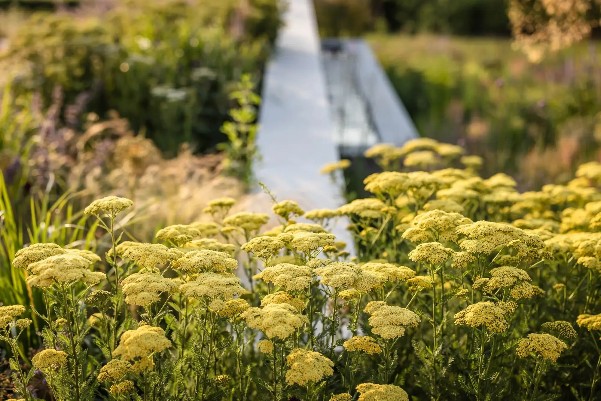 Soft yellow yarrow blooms by a sleek, modern garden water feature