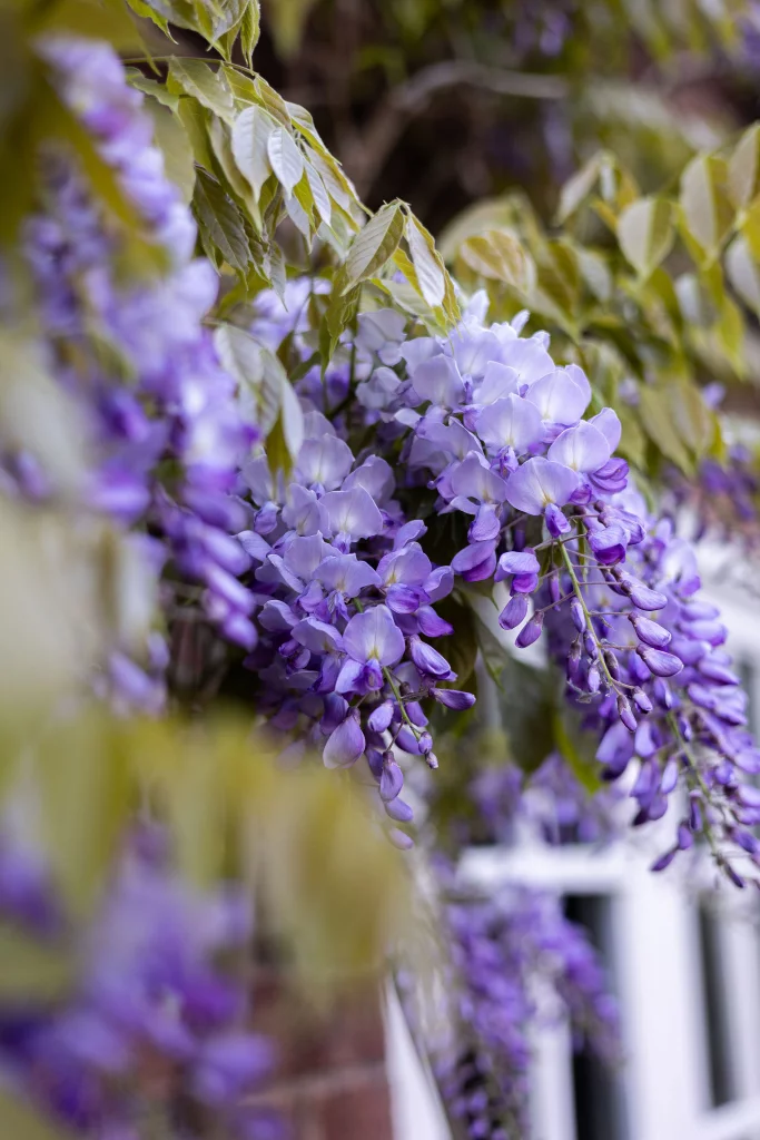 Close-up of wisteria flowers in bloom against brick wall.
