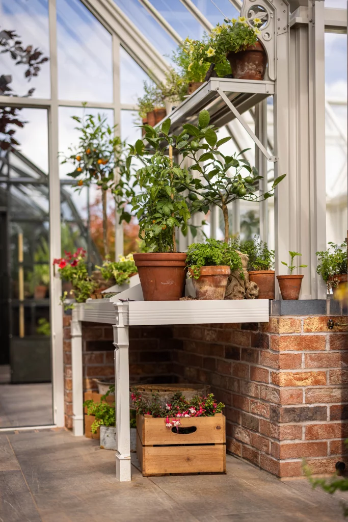 Terracotta pots and citrus plants in a sunlit greenhouse.