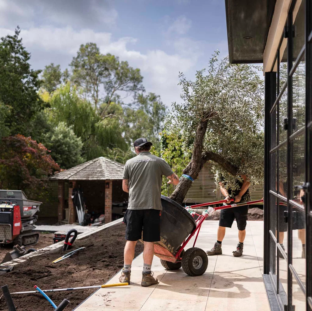 A Base Squared landscaper moves a large tree in a wheelbarrow across a newly laid terrace, assisted by a colleague, with garden machinery and a timber outbuilding in the background.